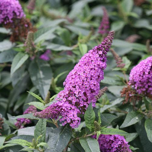 Buddleia x 'SMNBDO' ~ Monrovia® Pugster Periwinkle® Butterfly Bush-ServeScape