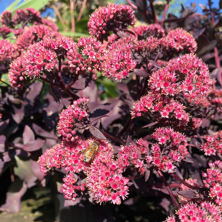 Sedum telephium 'Dark Magic' PP #27,619 ~ Monrovia® Dark Magic Sedum-ServeScape