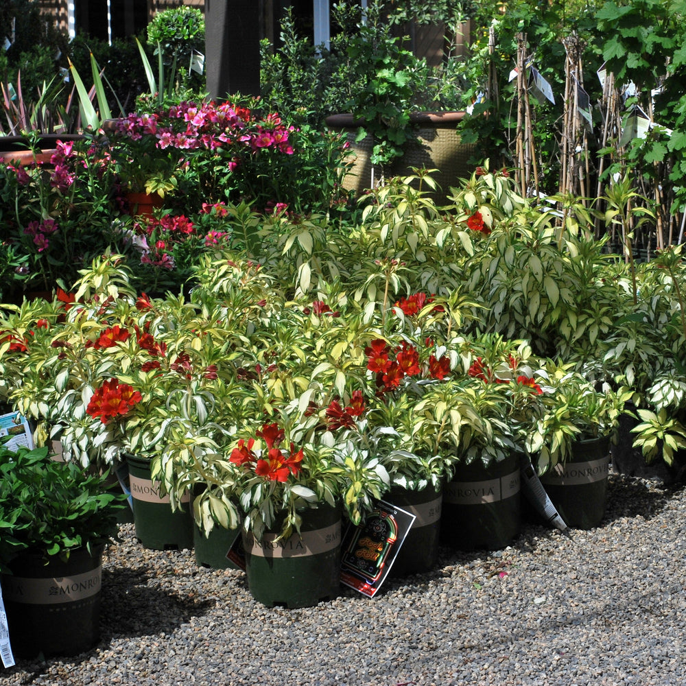 Alstroemeria x 'AlsDun01' PP21001 ~ Monrovia® Rock & Roll® Peruvian Lily-ServeScape