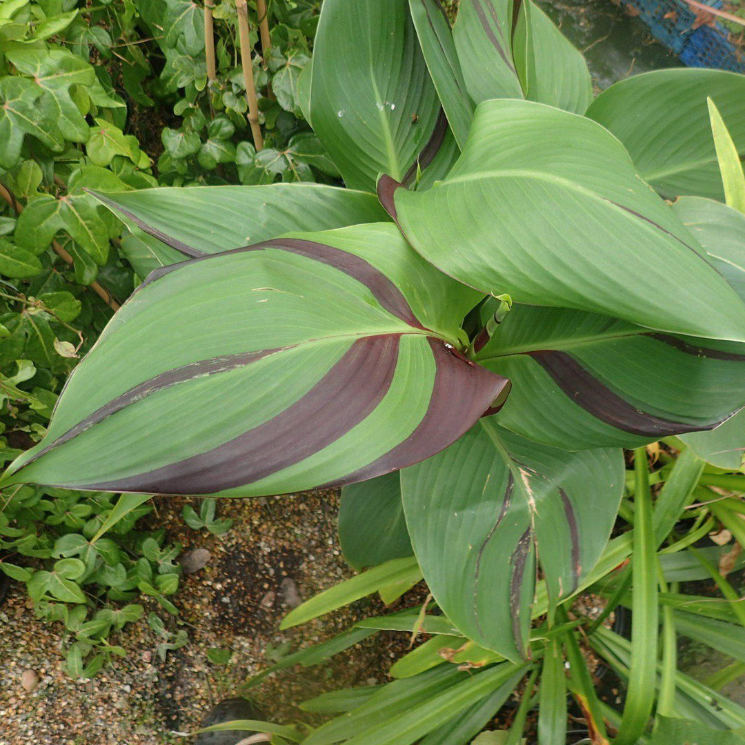 Canna x generalis 'Cleopatra' ~ Monrovia® Cleopatra Canna Lily-ServeScape