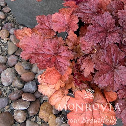 Heuchera x 'TNHEUFR' ~ Monrovia® Forever® Red Heuchera, Coral Bells-ServeScape