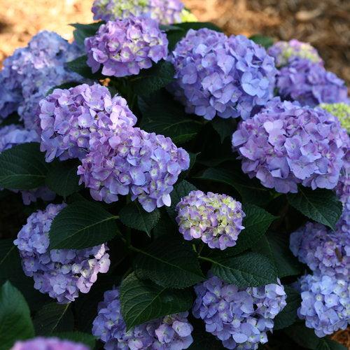 Hydrangea macrophylla 'SMHMTAU' ~ Monrovia® Let's Dance® Blue Jangles® Hydrangea-ServeScape