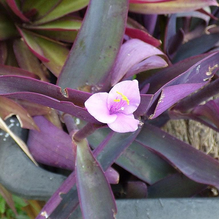 Setcreasea pallida ~ Monrovia® Purple Heart-ServeScape