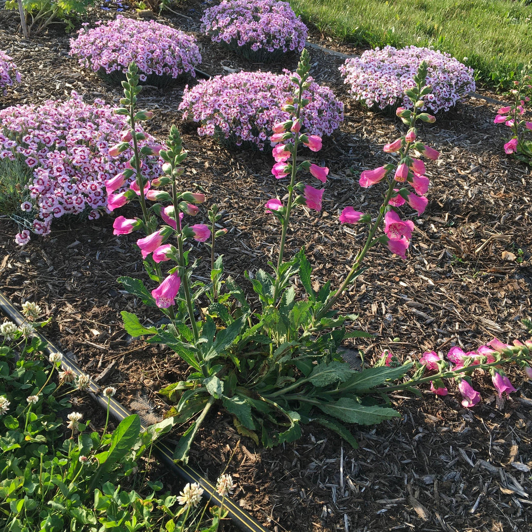 Digitalis x 'Pink Panther'~ Monrovia® Pink Panther Foxglove-ServeScape