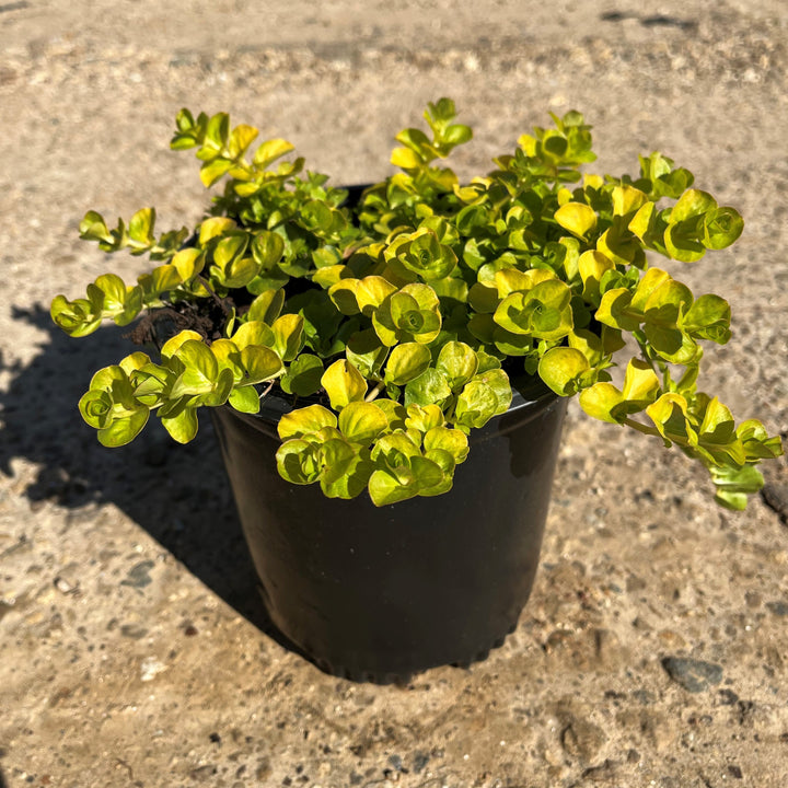 Lysimachia nummularia 'Aurea' ~ Monrovia® Golden Creeping Jenny-ServeScape