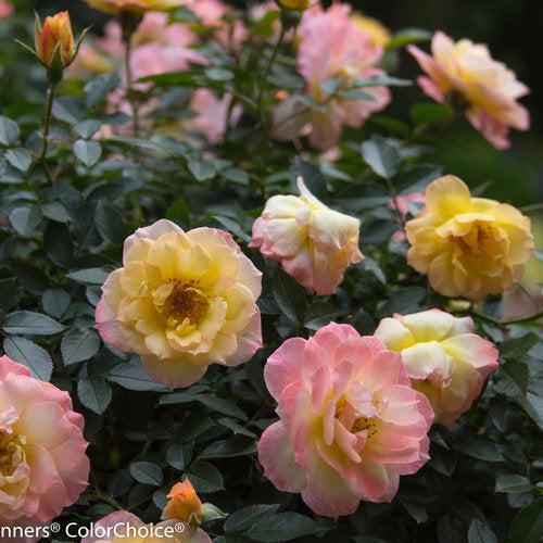 Rosa 'Chewnicebell' PP26532 ~ PW® Color Choice® OSO Easy Italian Ice® Rose-ServeScape
