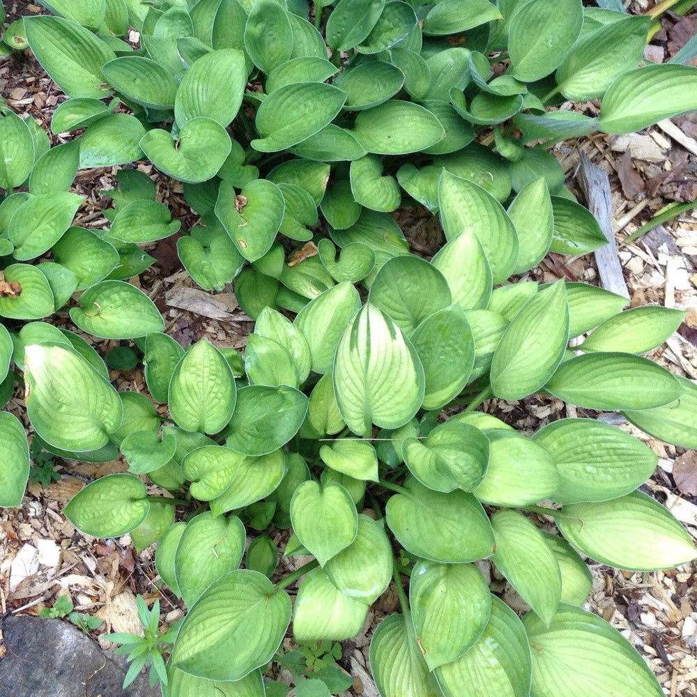 Hosta x 'Gold Standard' ~ Monrovia® Gold Standard Hosta-ServeScape