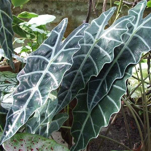 Alocasia amazonica ~ Monrovia® Elephant Ear Plant-ServeScape