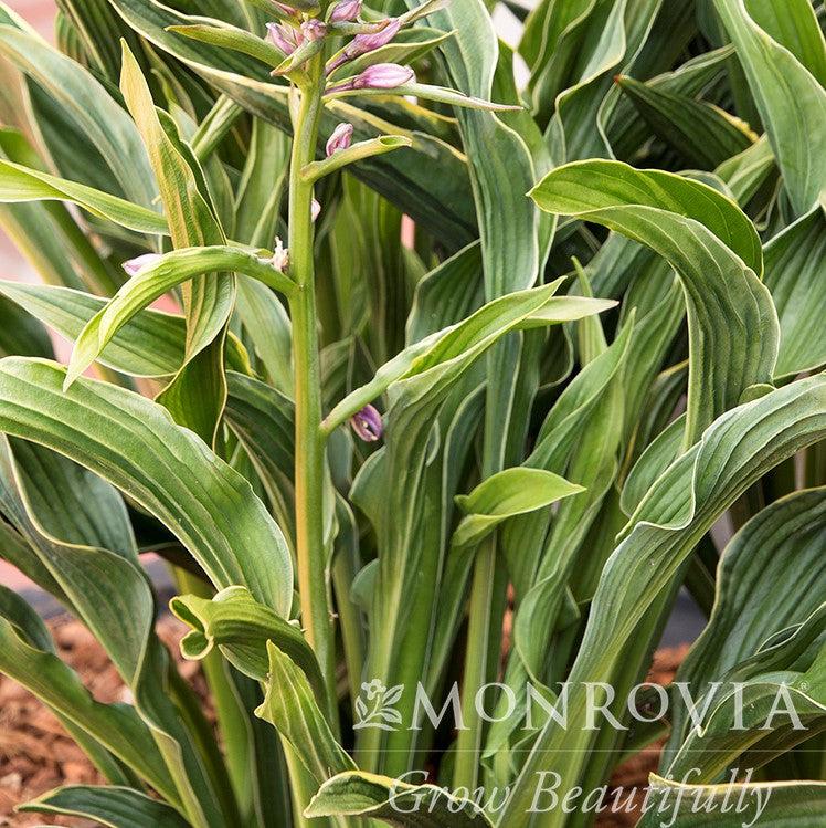 Hosta 'Praying Hands' ~ Monrovia® Praying Hands Hosta-ServeScape