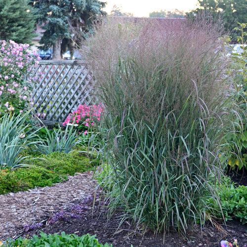 Panicum virgatum 'Apache Rose' PP29142 ~ Prairie Winds® Apache Rose Switch Grass-ServeScape