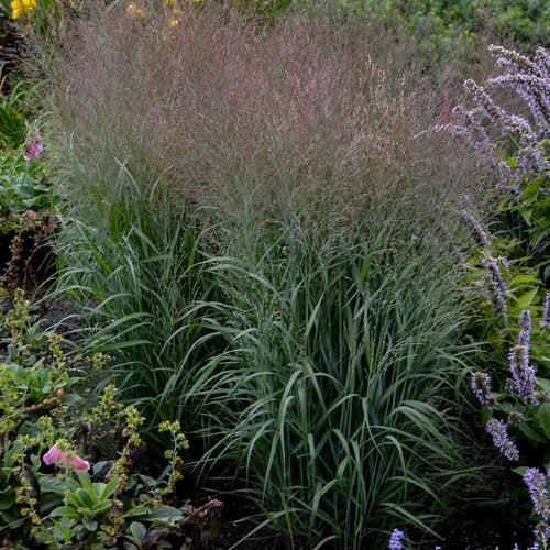 Panicum virgatum 'Apache Rose' PP29142 ~ Prairie Winds® Apache Rose Switch Grass-ServeScape