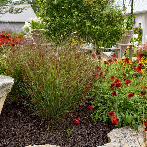 Panicum virgatum 'Cheyenne Sky' PP23209 ~ Prairie Winds® Cheyenne Sky Switch Grass-ServeScape