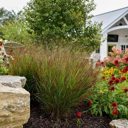 Panicum virgatum 'Cheyenne Sky' PP23209 ~ Prairie Winds® Cheyenne Sky Switch Grass-ServeScape