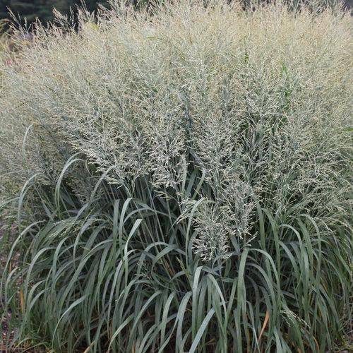 Panicum virgatum 'Niagara Falls' ~ Prairie Winds® Niagara Falls Switch Grass-ServeScape