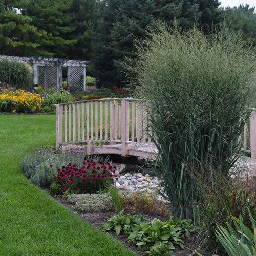 Panicum virgatum 'Totem Pole' 29,951 ~ Prairie Winds® Totem Pole Switch Grass-ServeScape
