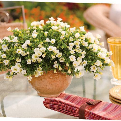 Calibrachoa hybrid 'Balcal14141' ~ PW® Superbells® White Calibrachoa-ServeScape