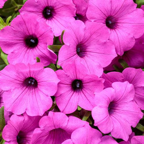 Petunia hybrid 'WNPESVJAZ' ~ PW® Supertunia Vista® Jazzberry® Petunia-ServeScape