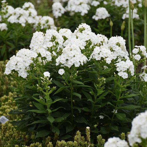 Phlox paniculata 'Luminary Backlight' ~ Luminary® Backlight Phlox-ServeScape