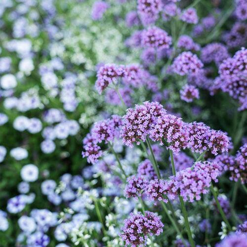 Verbena bonariensis 'INVEBPUTOW' ~ PW® Meteor Shower® Verbena-ServeScape