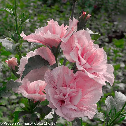 Hibiscus syriacus 'JWNWOOD4' USPP 24,336 ~ Pink Chiffon® Rose of Sharon-ServeScape