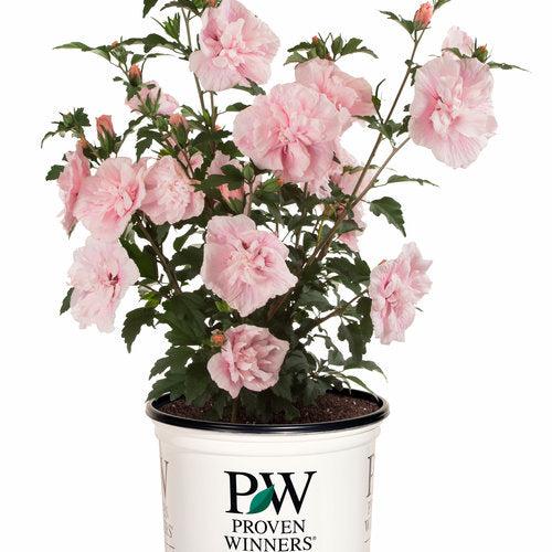 Hibiscus syriacus 'JWNWOOD4' USPP 24,336 ~ Pink Chiffon® Rose of Sharon-ServeScape