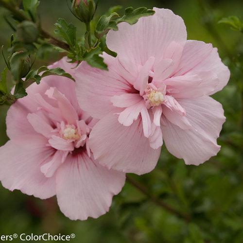 Hibiscus syriacus 'JWNWOOD4' USPP 24,336 ~ Pink Chiffon® Rose of Sharon-ServeScape