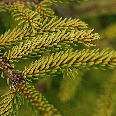 Picea orientalis 'Skylands' ~ Skylands Oriental Spruce-ServeScape
