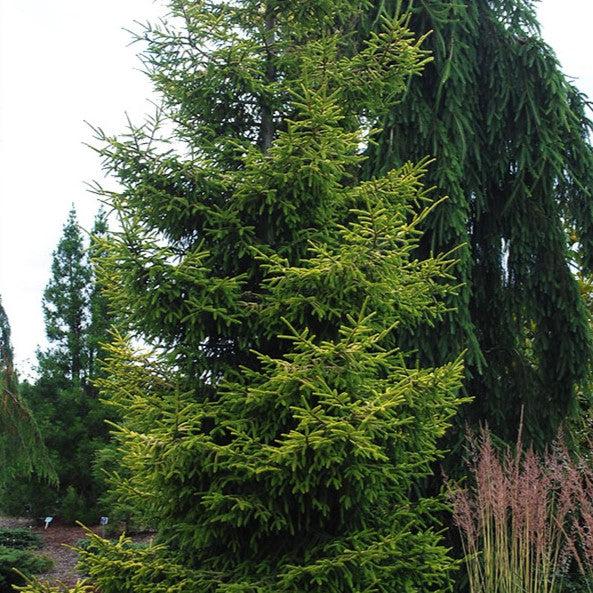 Picea orientalis 'Skylands' ~ Skylands Oriental Spruce-ServeScape