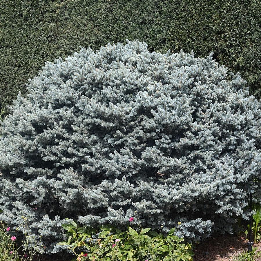 Picea pungens 'Montgomery' ~ Montgomery Blue Spruce-ServeScape