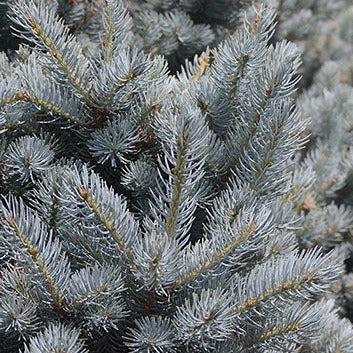 Picea pungens 'Montgomery' ~ Montgomery Blue Spruce-ServeScape