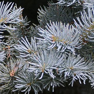 Picea pungens 'Montgomery' ~ Montgomery Blue Spruce-ServeScape