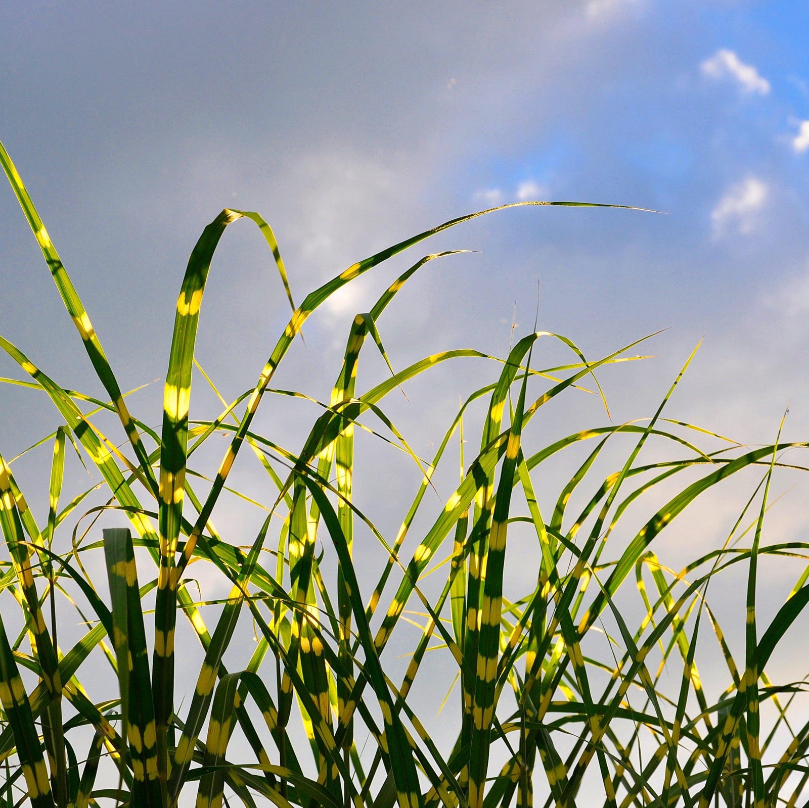 Miscanthus sinensis 'NCMS2B' ~ Monrovia® Bandwidth Maiden Grass-ServeScape