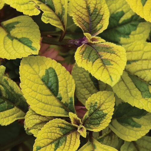 Plectranthus 'Guacamole' ~ Fancifillers™ Guacamole Plectranthus-ServeScape