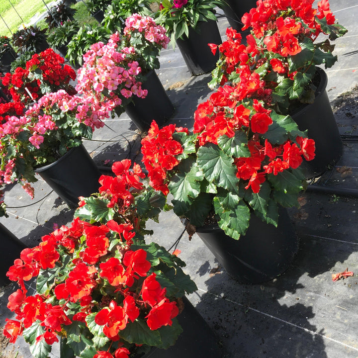 Begonia elatior 'MacaRouge' ~ Monrovia® Dreams® Garden MacaRouge Begonia-ServeScape