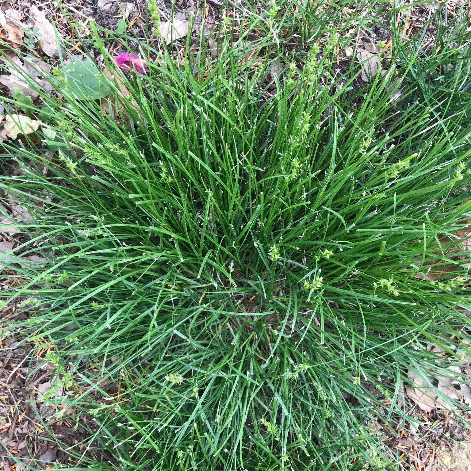 Carex spicata ~ Prickly Sedge-ServeScape