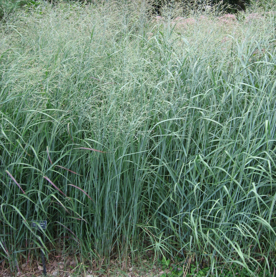 Panicum virgatum 'Prairie Dog' ~ Monrovia® Prairie Dog Switch Grass-ServeScape
