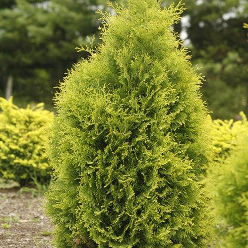 Thuja occidentalis 'SMTOYB' ~ Polar Gold® Arborvitae-ServeScape