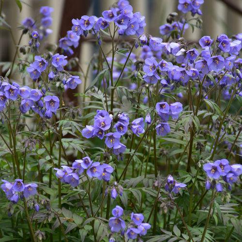 Polemonium 'Heaven Scent' ~ PW® Heaven Scent Jacob's Ladder-ServeScape