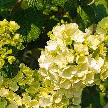 Viburnum plicatum 'Popcorn' ~ Popcorn Viburnum, Japanese Snowball-ServeScape