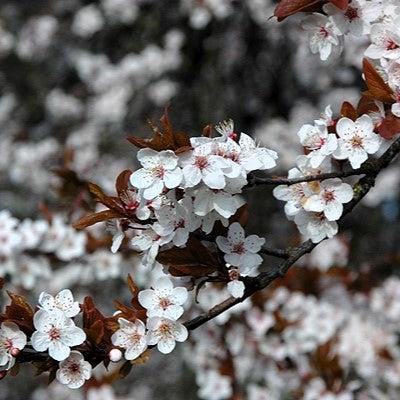 Prunus cerasifera 'Atropurpurea' ~ Purple Leaf Plum-ServeScape