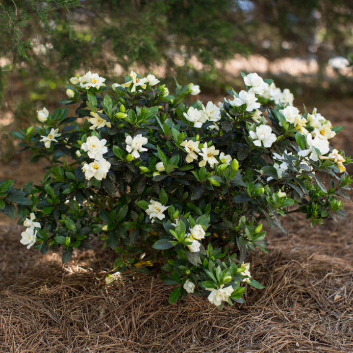 Gardenia jasminoides 'PIIGA-II' ~ First Editions® Sweet Tea™ Gardenia