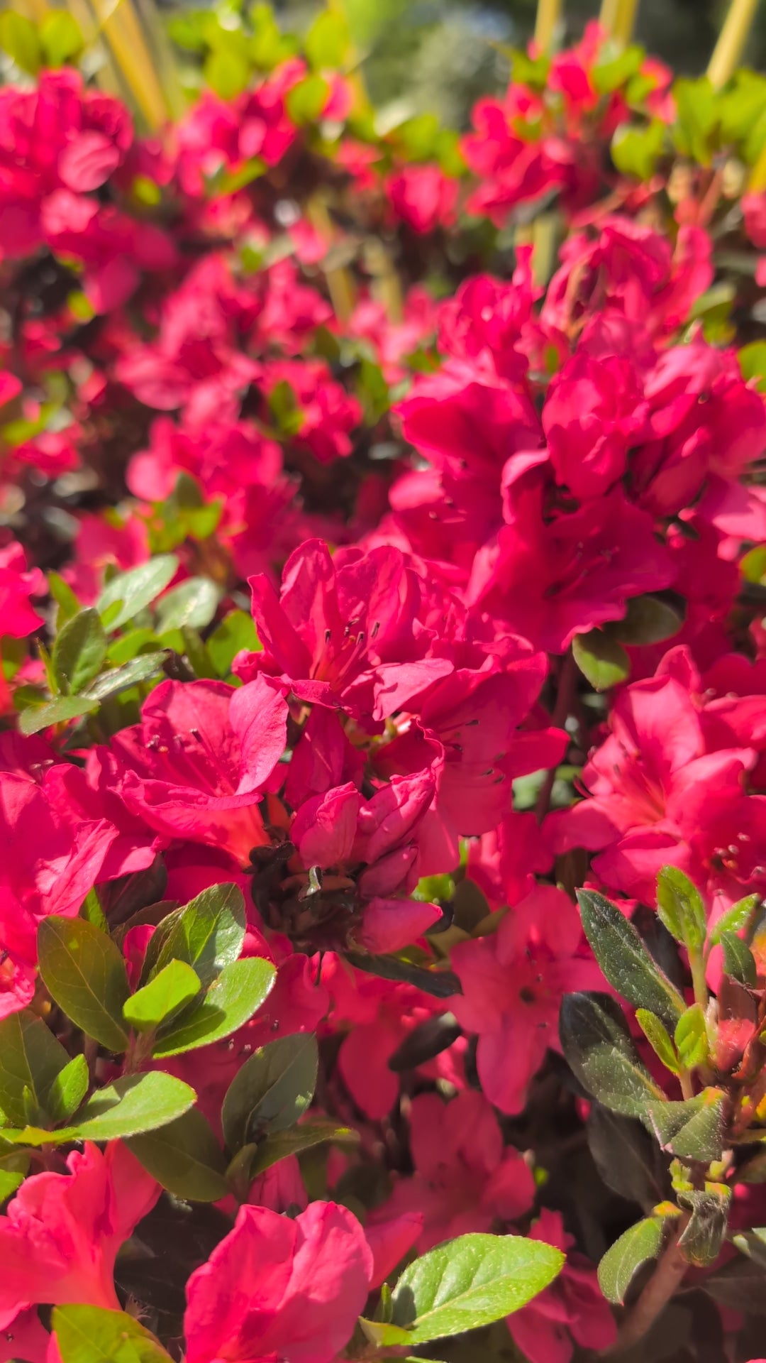 Azalea kaempferi 'Johanna' ~ Johanna Azalea