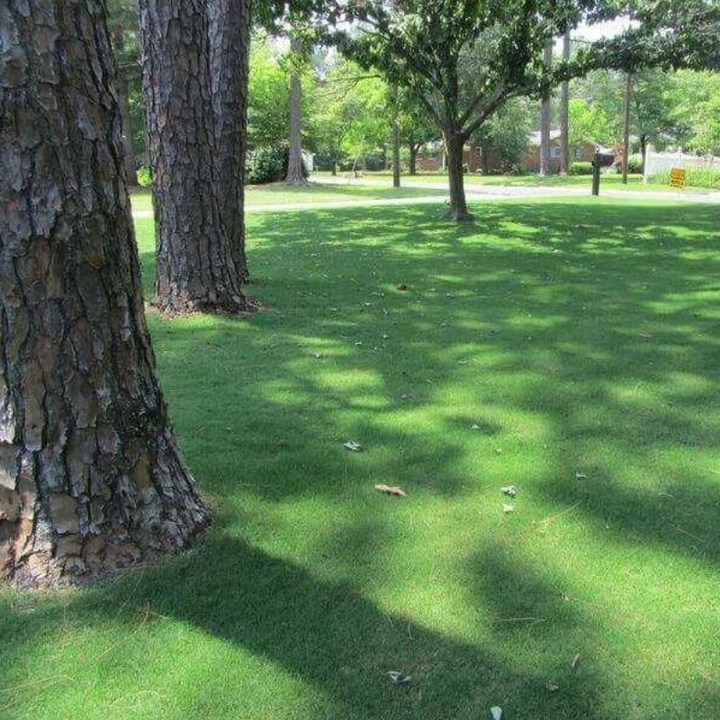 TifTuf™ ~ Bermuda Sod