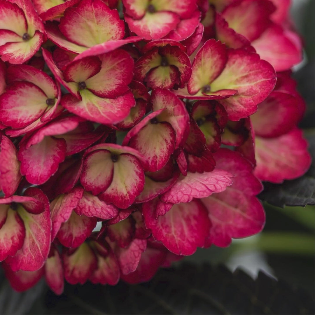 Hydrangea macrophylla 'Bailmacseven' ~ First Editions® Eclipse® Hydrangea