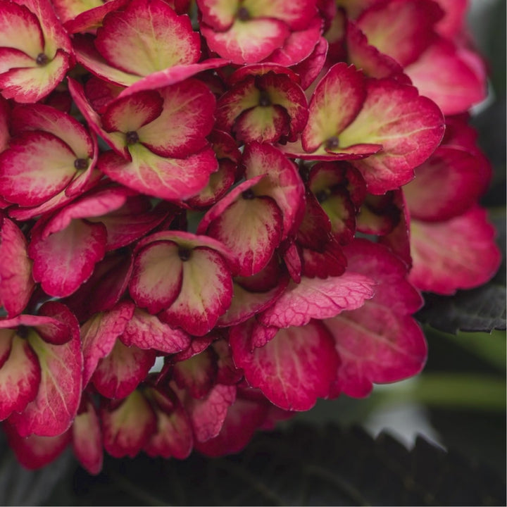 Hydrangea macrophylla 'Bailmacseven' ~ First Editions® Eclipse® Hydrangea