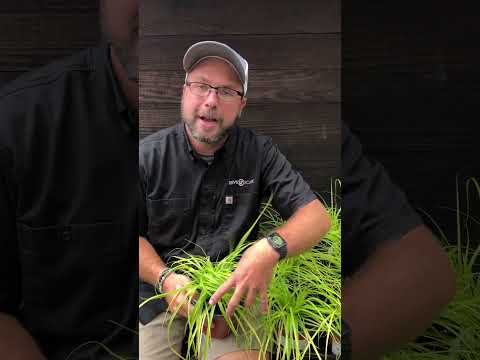 Carex oshimensis 'Everillo' PP#21,002 ~ EverColor® Everillo Sedge