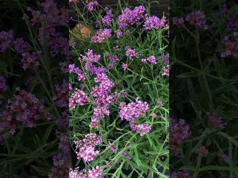 Verbena bonariensis 'Lollipop'  ~ Lollipop Verbena