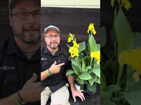 Canna x generalis 'Yellow' ~ CANNOVA® Yellow Canna Lily