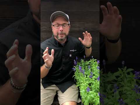 Salvia farinacea 'Victoria Blue' ~ Victoria™ Blue Sage