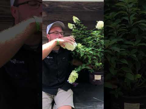 Hydrangea paniculata 'Rensun' PP 25,438 ~ First Editions® Strawberry Sundae® Hydrangea